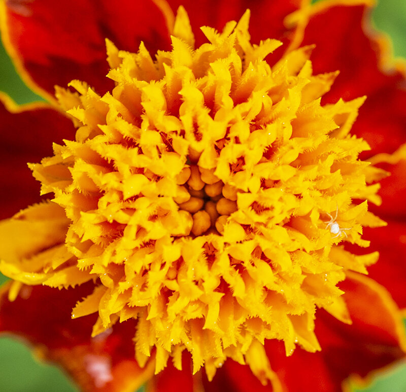 середина планеты 3 - JulO Юлия