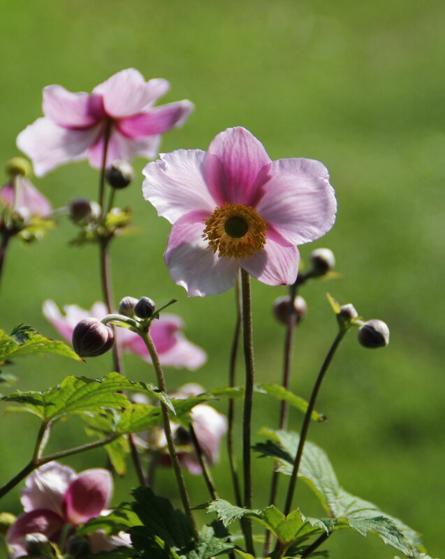 Цветы - роскошный дар природы! - Татьян@ Ивановна