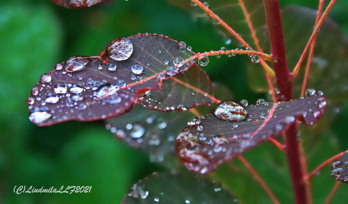 *** - Liudmila LLF *** - Liudmila LLF