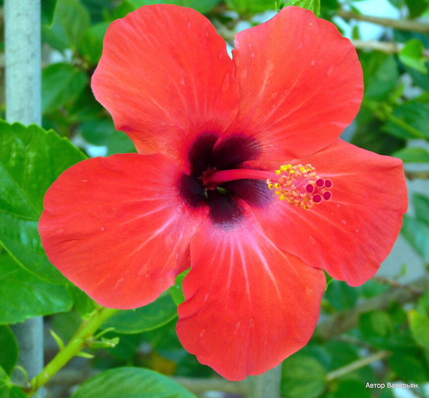 Гибискус. - Валерьян Запорожченко