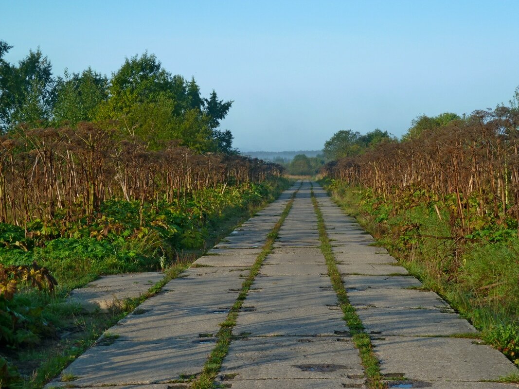 МОЯ ДЕРЕВНЯ, аллея. - Виктор Осипчук МОЯ ДЕРЕВНЯ, аллея. - Виктор Осипчук