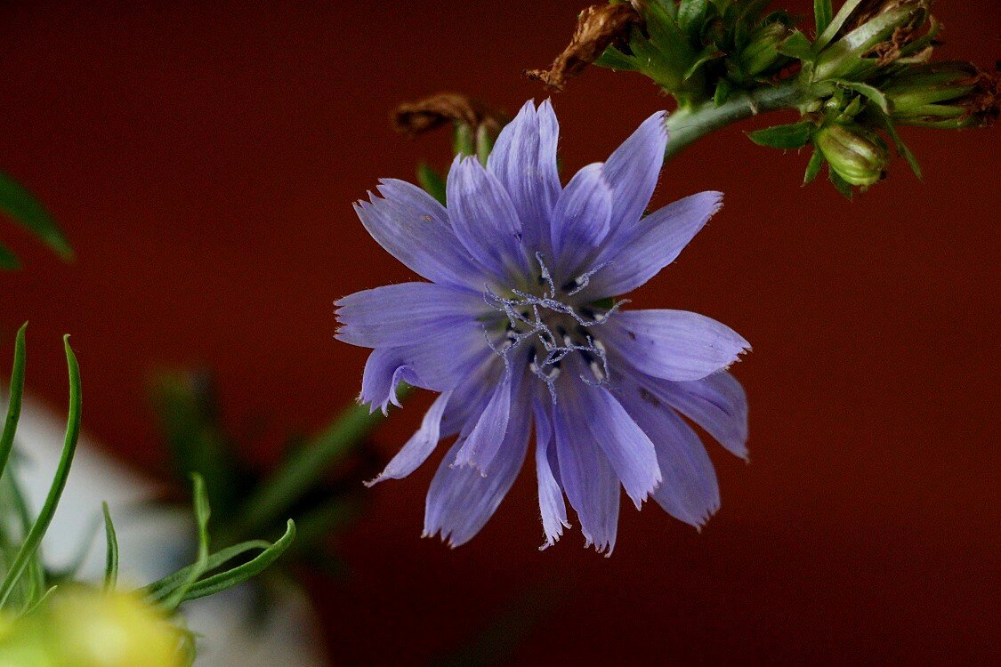 Цикорий, попавший в букетик - Надежд@ Шавенкова