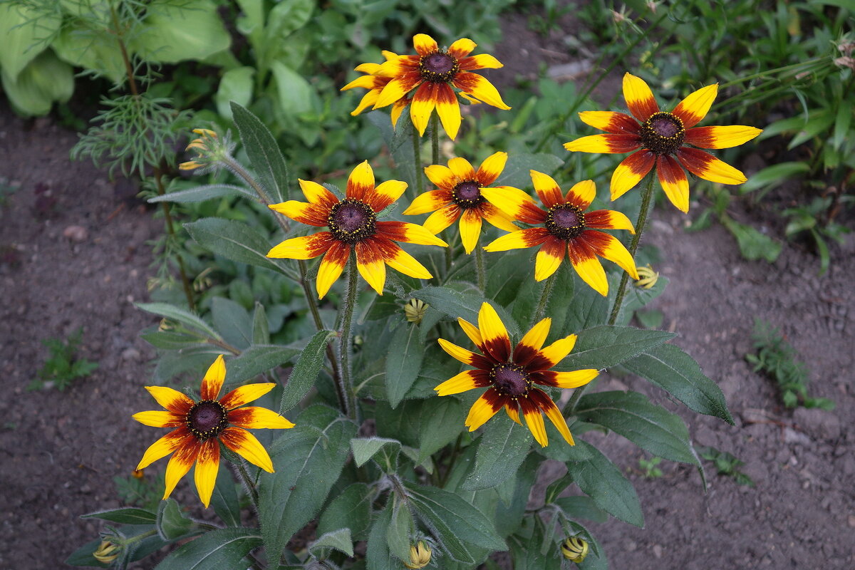 Рудбекия - Маргарита Батырева