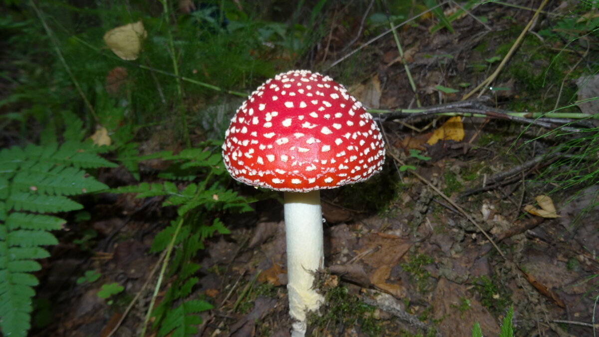 грибочки - kudrni Кудрявцева грибочки - kudrni Кудрявцева