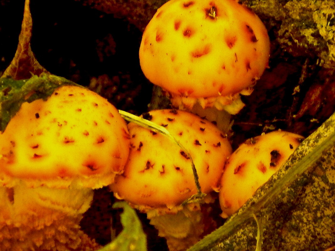 "Головастики" - Milocs Морозова Людмила