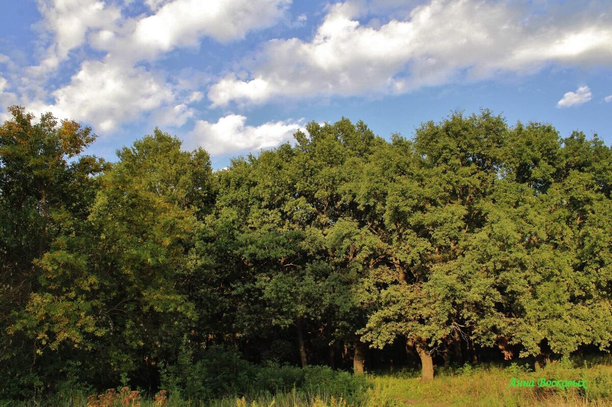 Дубовая роща. - Восковых Анна Васильевна 