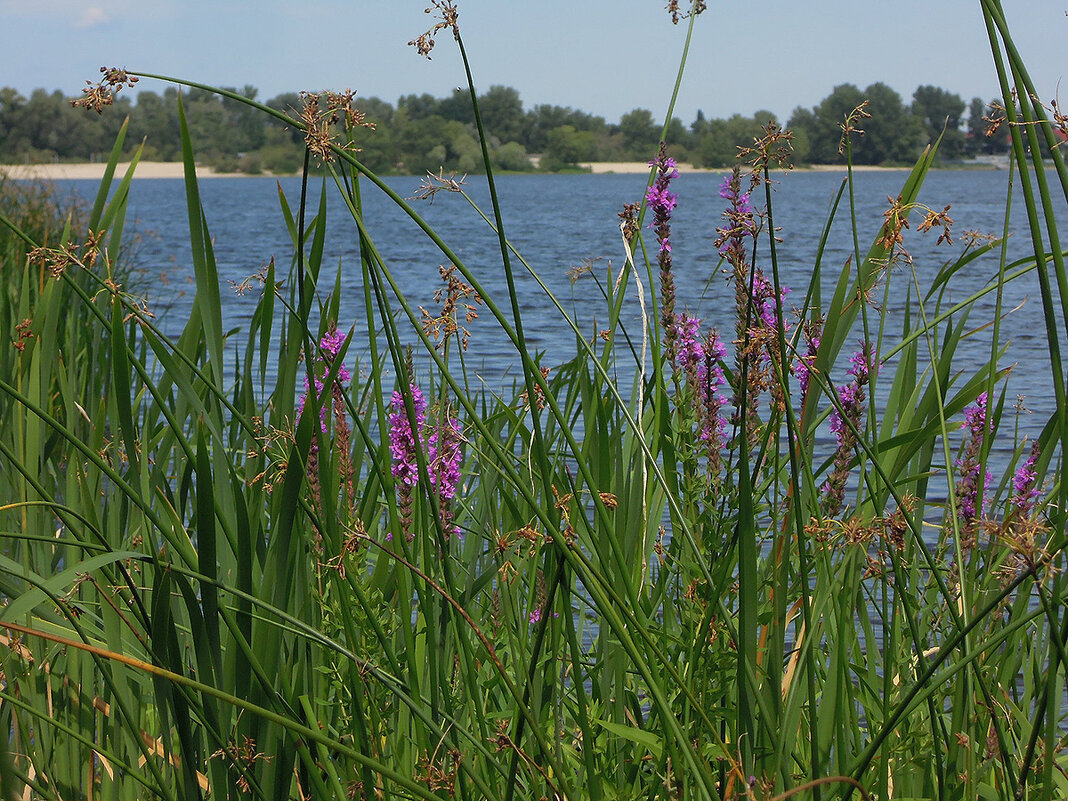 За прелестной занавесью августа... - Тамара Бедай За прелестной занавесью августа... - Тамара Бедай