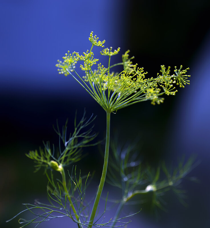 dill - Zinovi Seniak