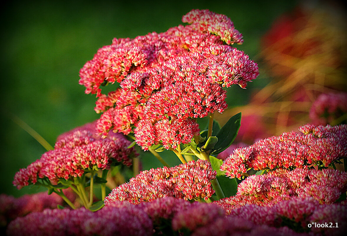 автограф от природы - Олег Лукьянов автограф от природы - Олег Лукьянов