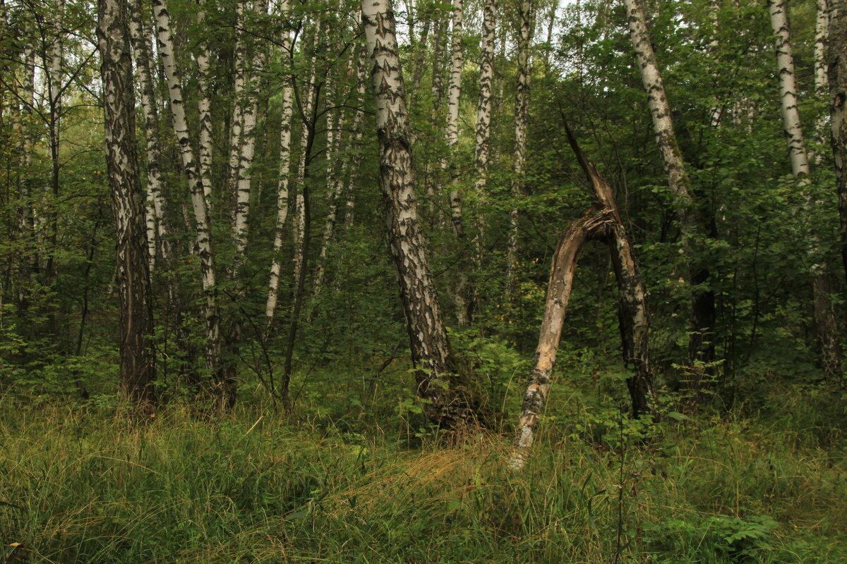 Лес Фиан - Илья 