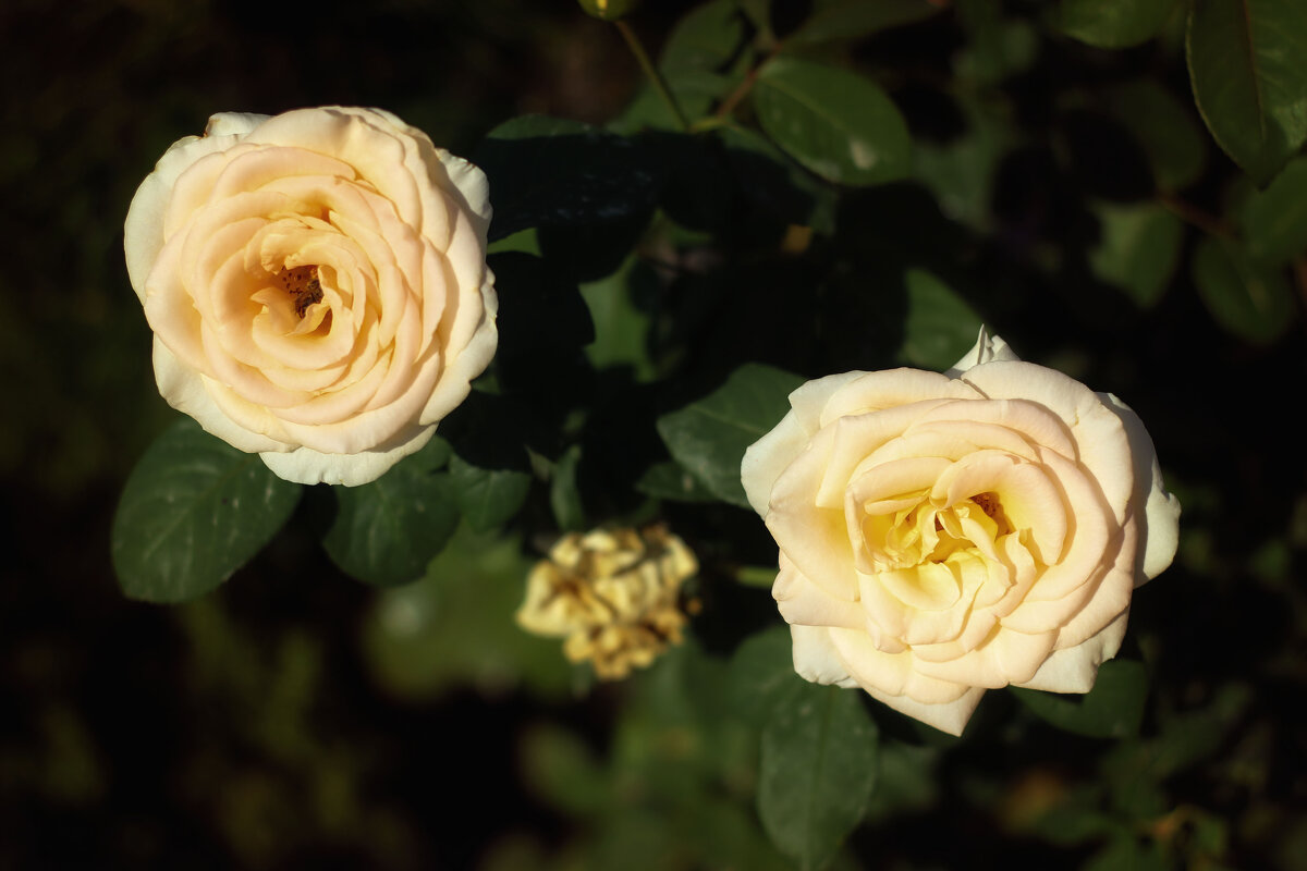 Розы - TATYANA PODYMA