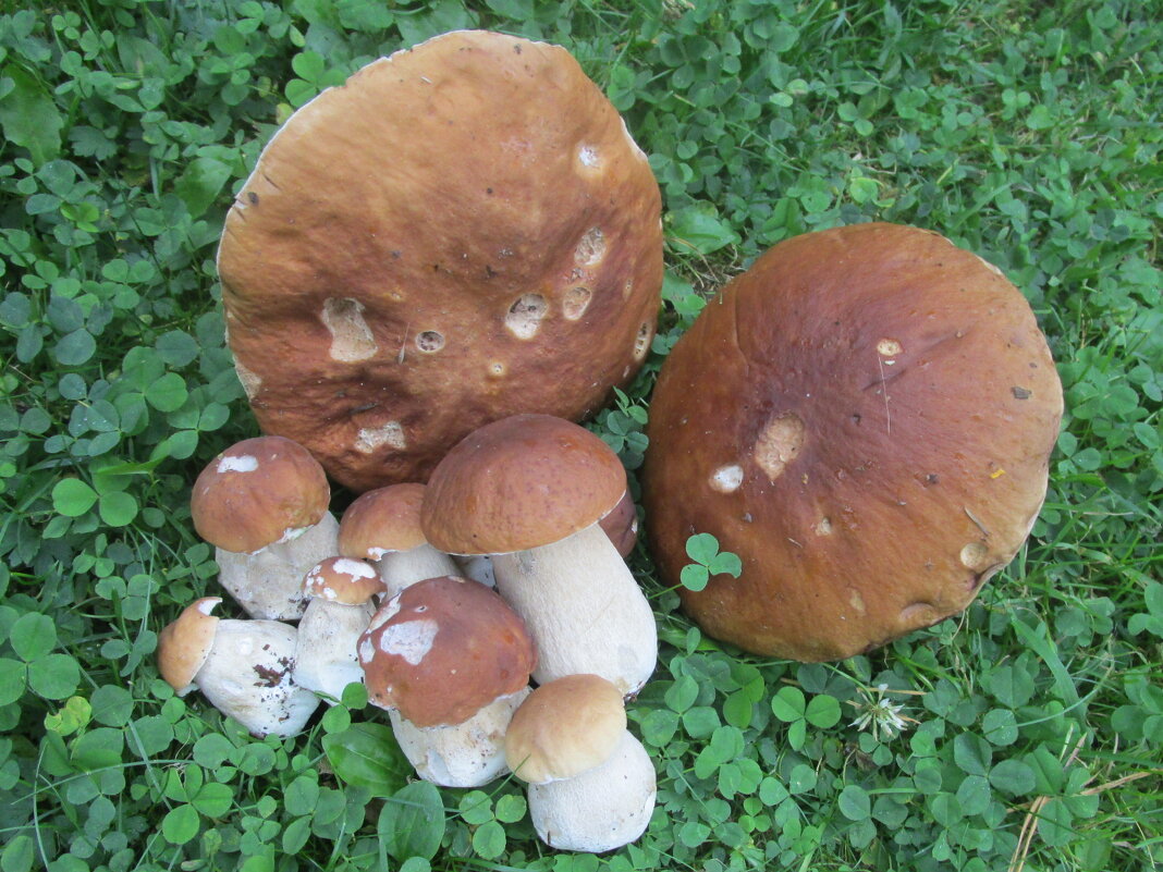 Дары леса - Ольга Довженко Дары леса - Ольга Довженко