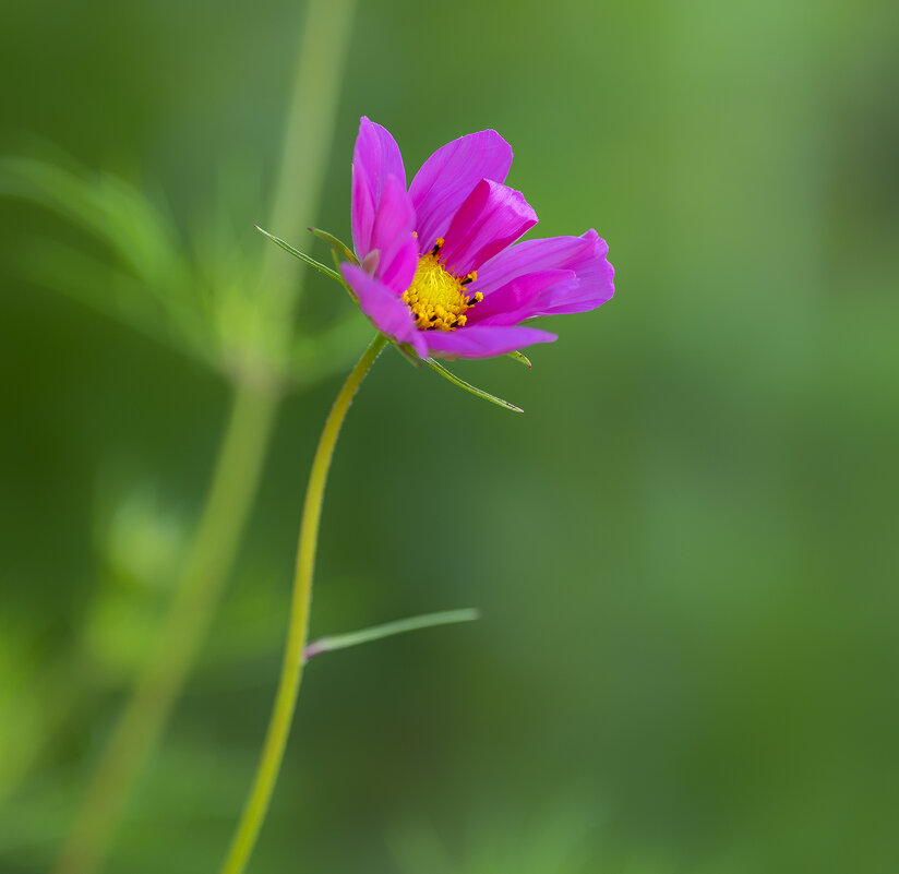 cosmos - Zinovi Seniak