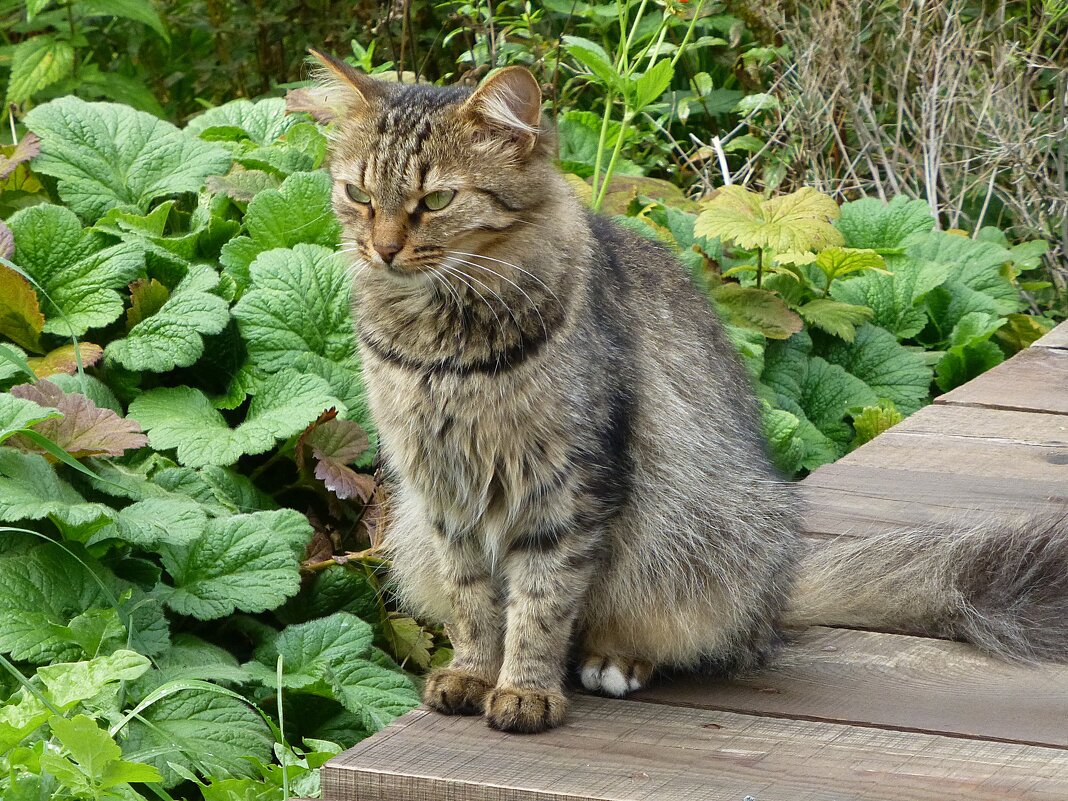 Кот Аптекарского огорода - Лидия Бусурина