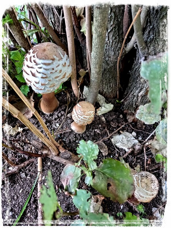 Городские грибы) - Veera V