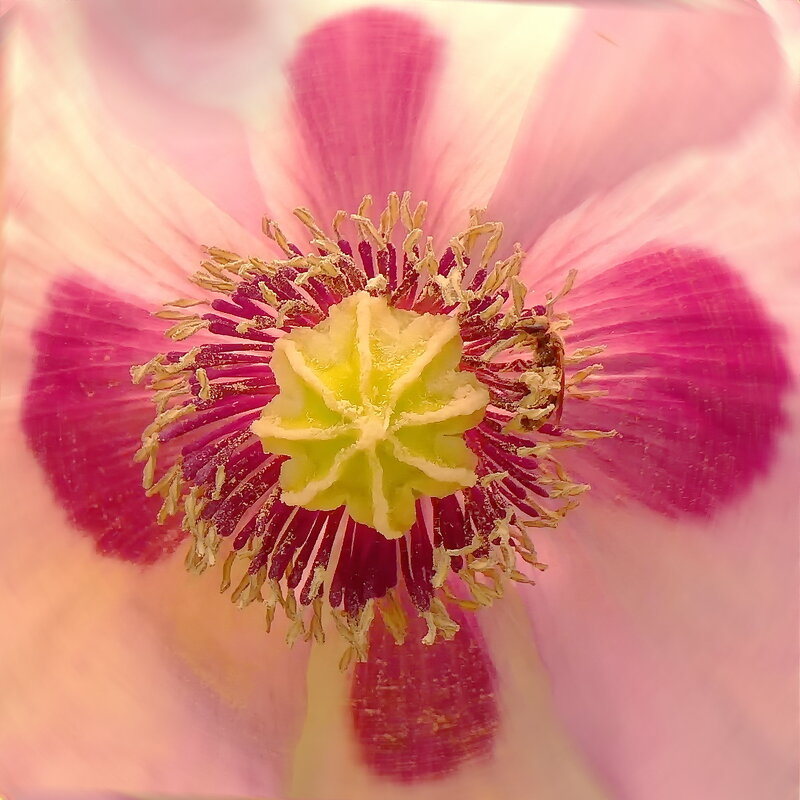 Украшение сада... - Владимир Шошин Украшение сада... - Владимир Шошин