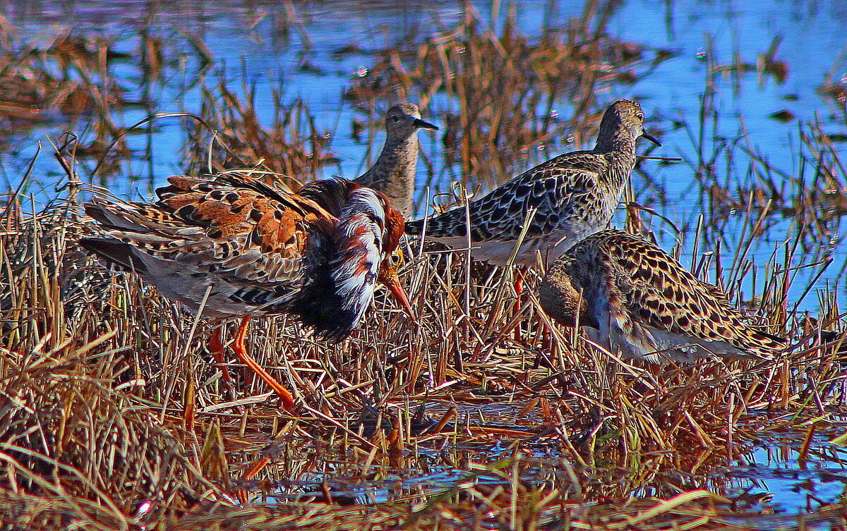 В свадебном наряде - Александр Велигура В свадебном наряде - Александр Велигура
