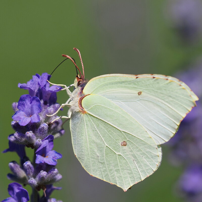 Про бабочек - Евгений Седов Про бабочек - Евгений Седов