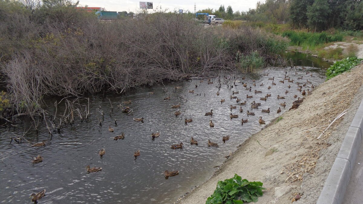 Утиная канава - Андрей Макурин Утиная канава - Андрей Макурин