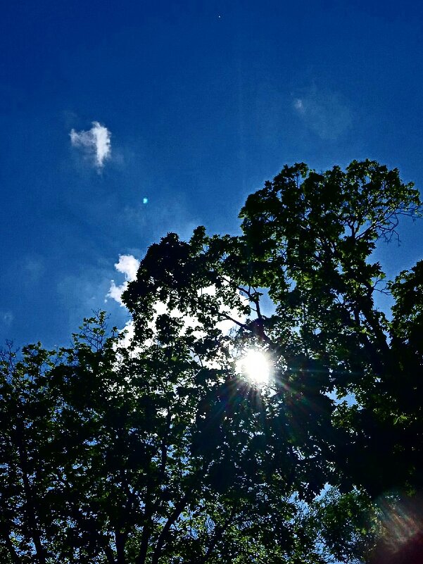 Природа 41 - Полина Куприянова