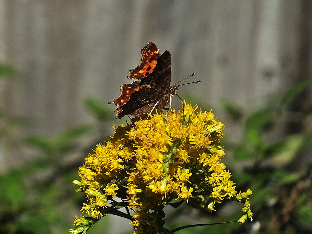 ** - Зоя Мишина ** - Зоя Мишина