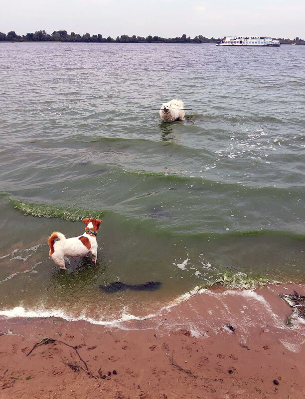 - Ну подумаешь, вода зелёная, зато освежает! ) - Тамара Бедай 