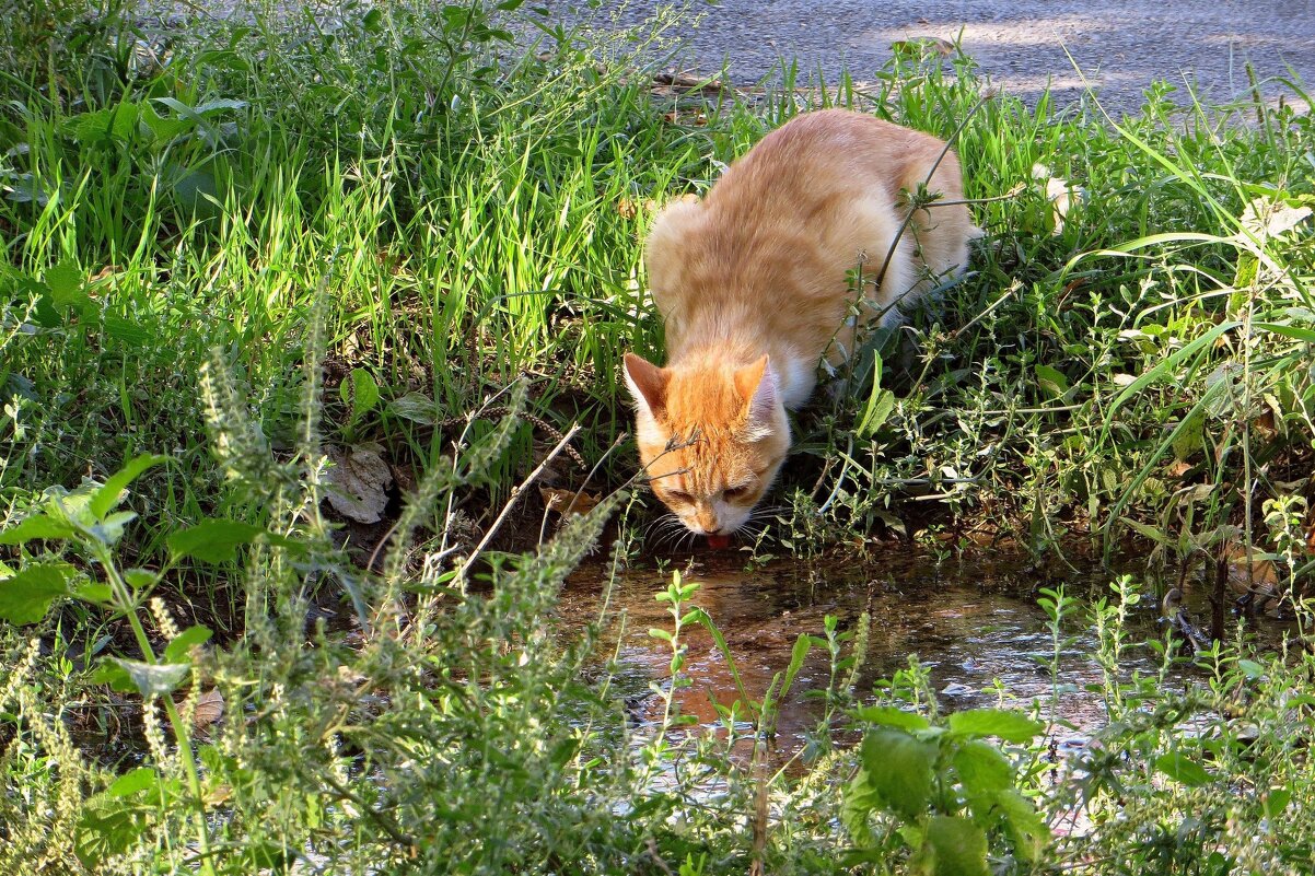 Кошка нашла родничок - Татьяна Смоляниченко