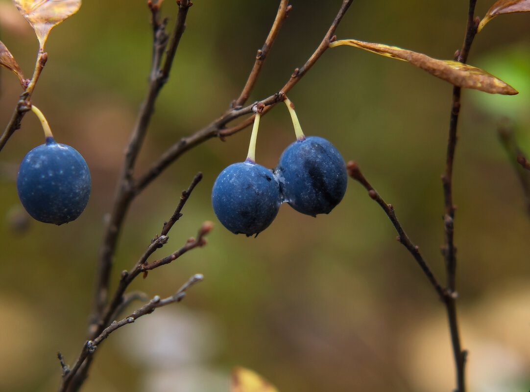 Голубика - Оксана Галлямова