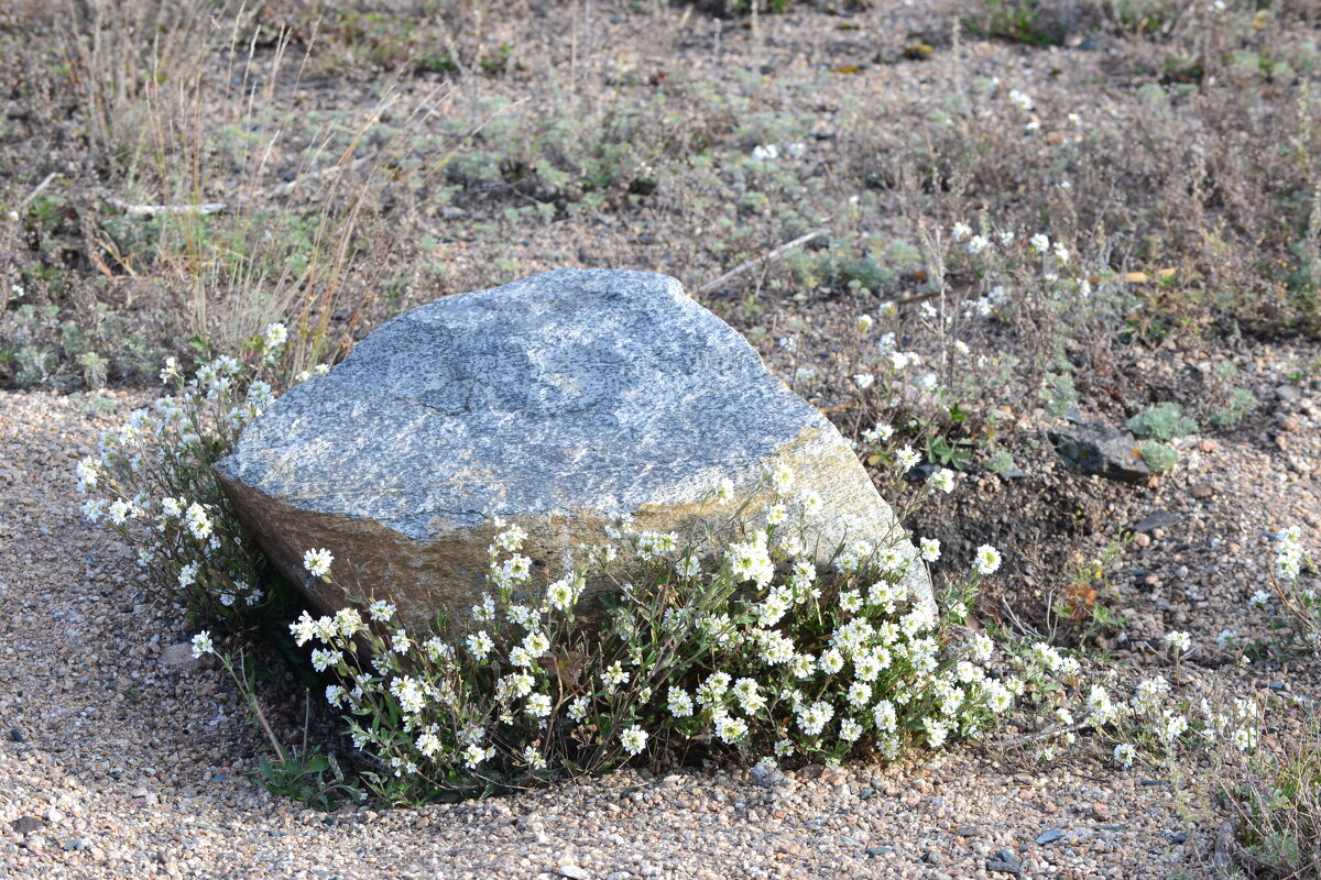 Нора сурка... - Андрей Хлопонин