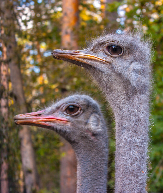 СТРАУСЫ - аркадий СТРАУСЫ - аркадий