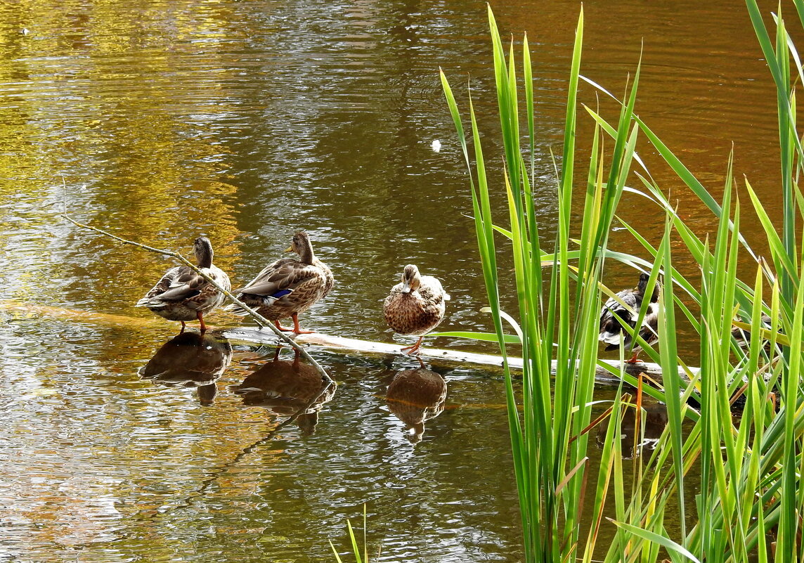 ******* - ИННА ПОРОХОВА ******* - ИННА ПОРОХОВА