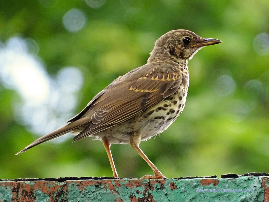 Певчий дрозд - Константин Ординарцев Певчий дрозд - Константин Ординарцев