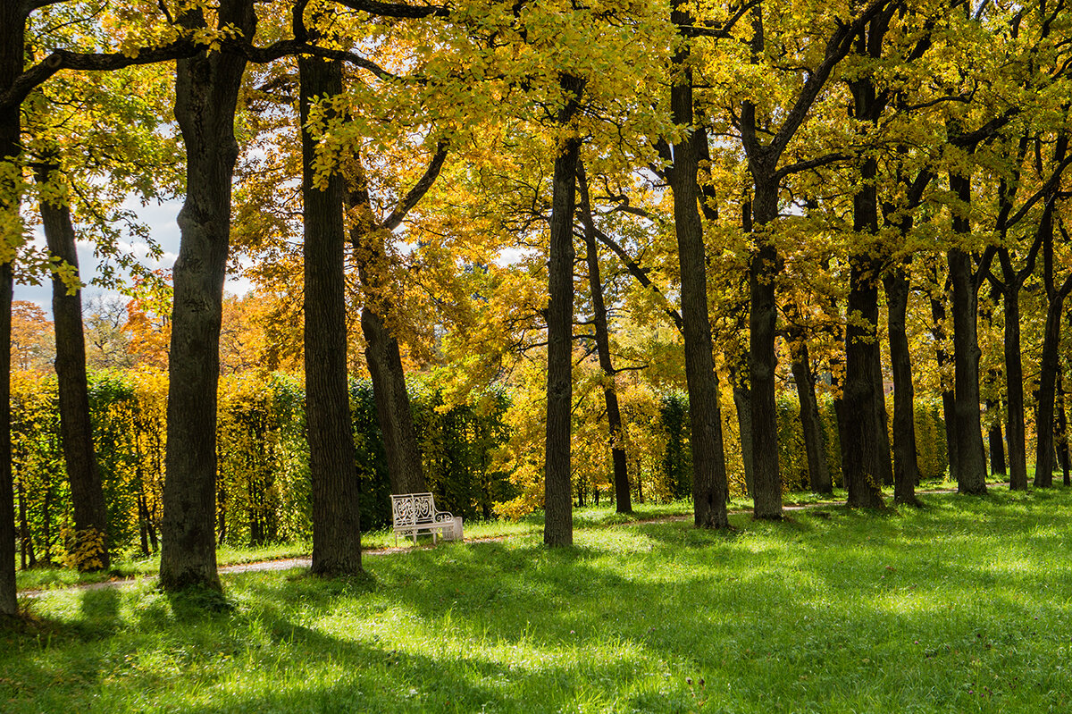 Осенний парк - Ирина Соловьёва Осенний парк - Ирина Соловьёва