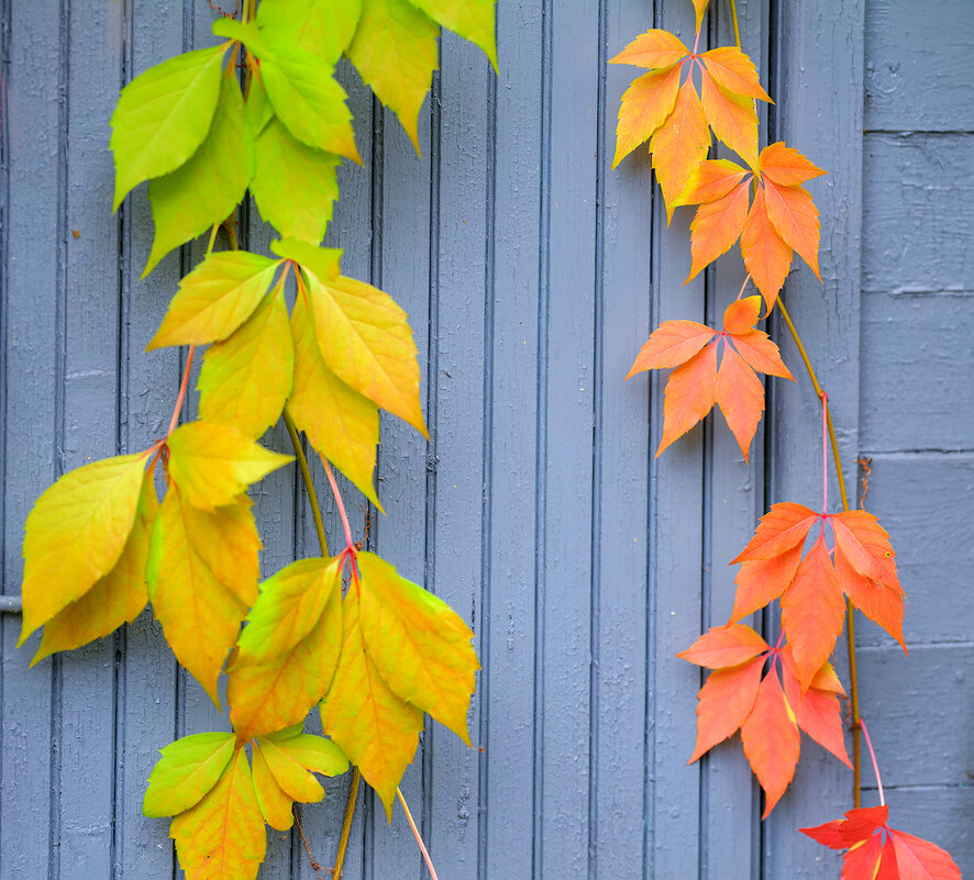 fall colors - Zinovi Seniak