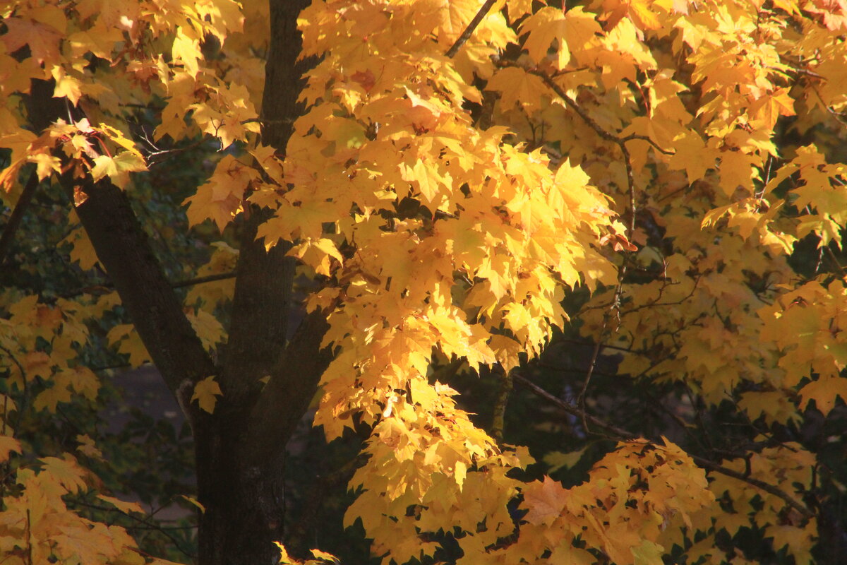 Радуюсь ! - олег свирский Радуюсь ! - олег свирский