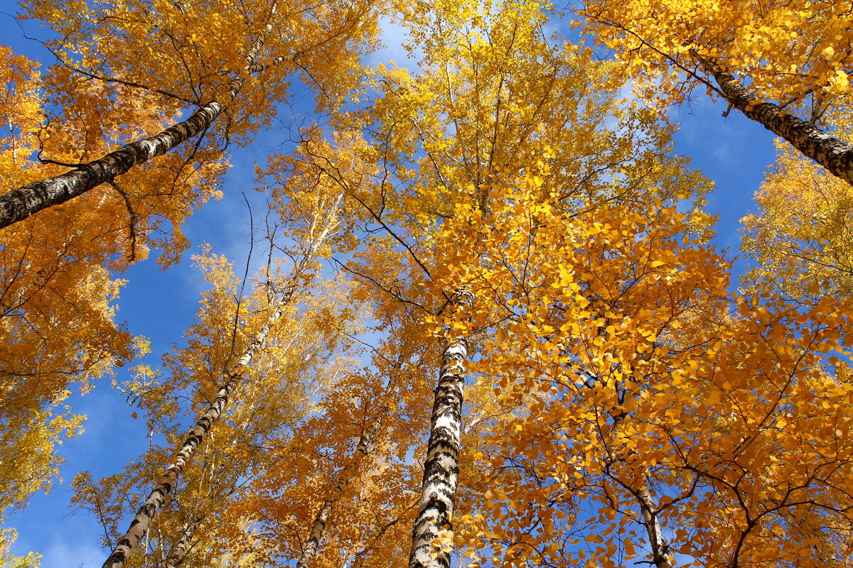 Осень нарядная барышня - tamara kremleva Осень нарядная барышня - tamara kremleva