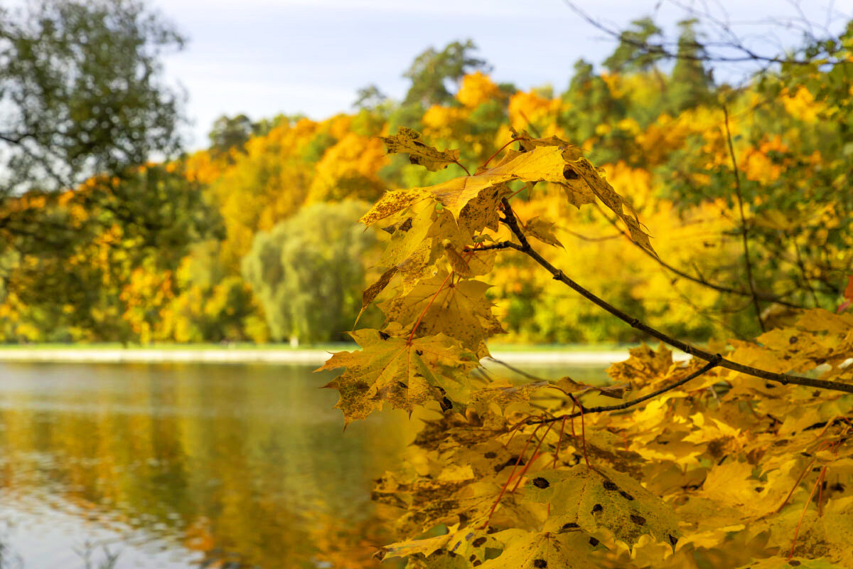 Клён - Александр 