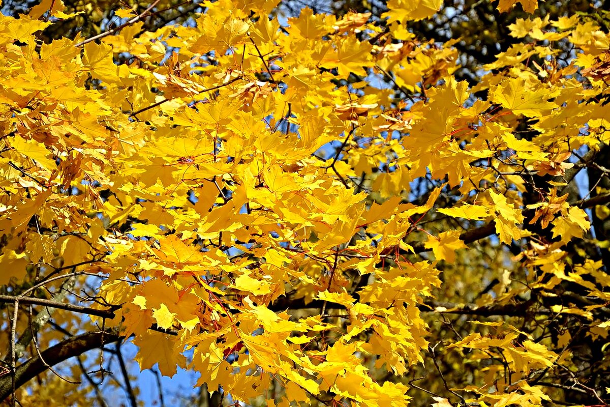 Краски октября. - Михаил Столяров