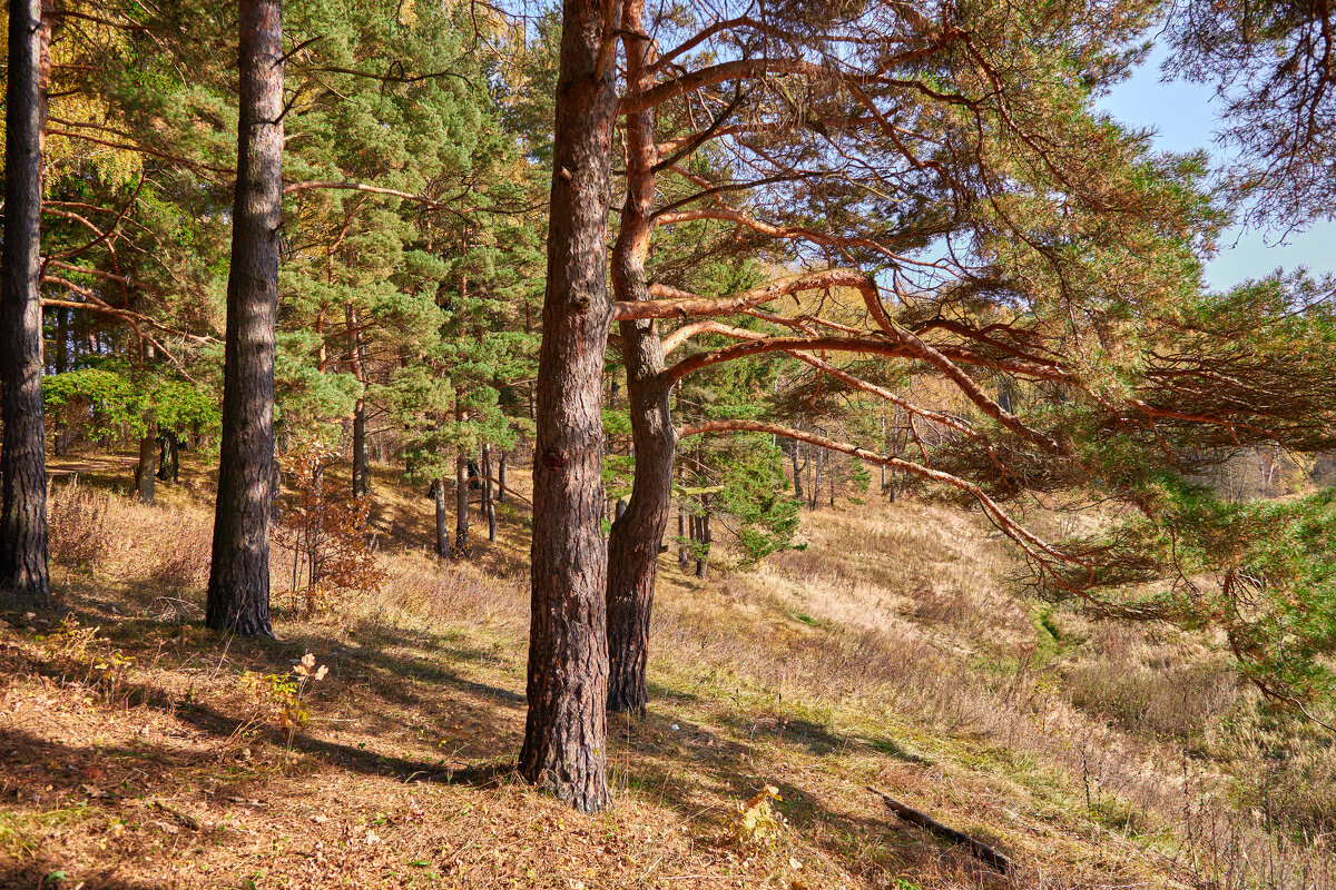 *** - Олег Алексеев