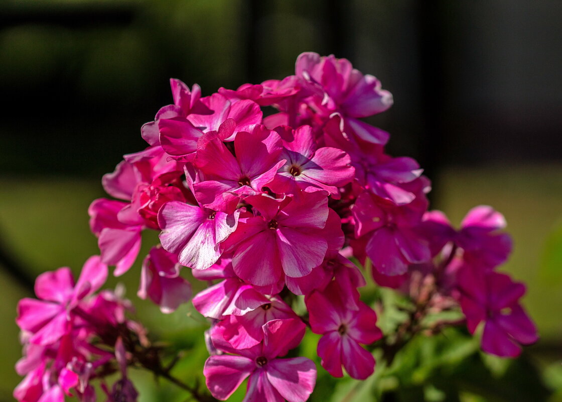 Флокс - gribushko грибушко Николай Флокс - gribushko грибушко Николай