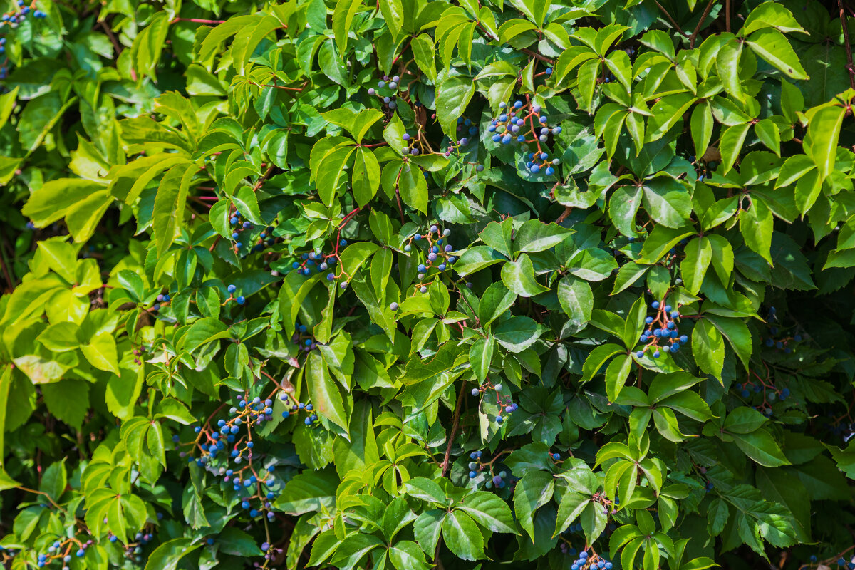 * - Борис Калитенко