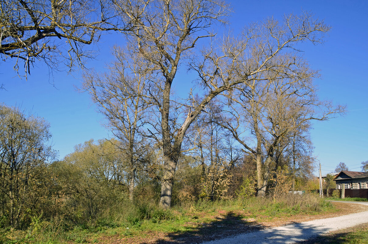 Осень в Боровске - Нина Синица