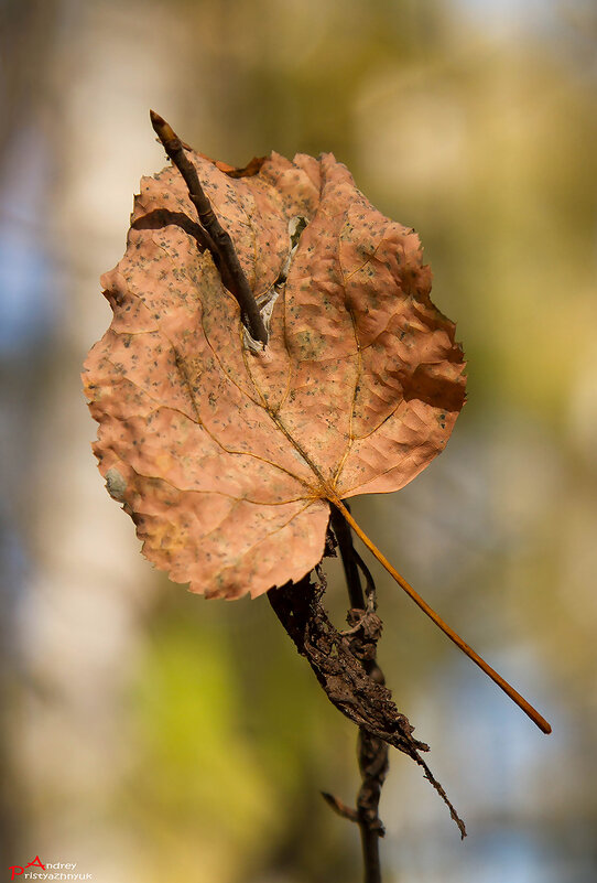 *** - Андрей Пристяжнюк