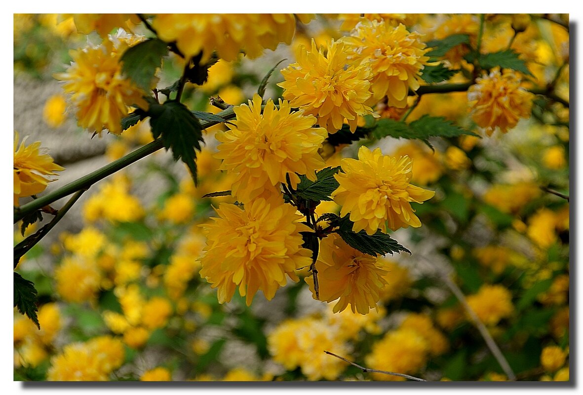 РАДОСТЬ НЕЖНОСТИ И ЖИЗНИ - Анатолий Восточный РАДОСТЬ НЕЖНОСТИ И ЖИЗНИ - Анатолий Восточный
