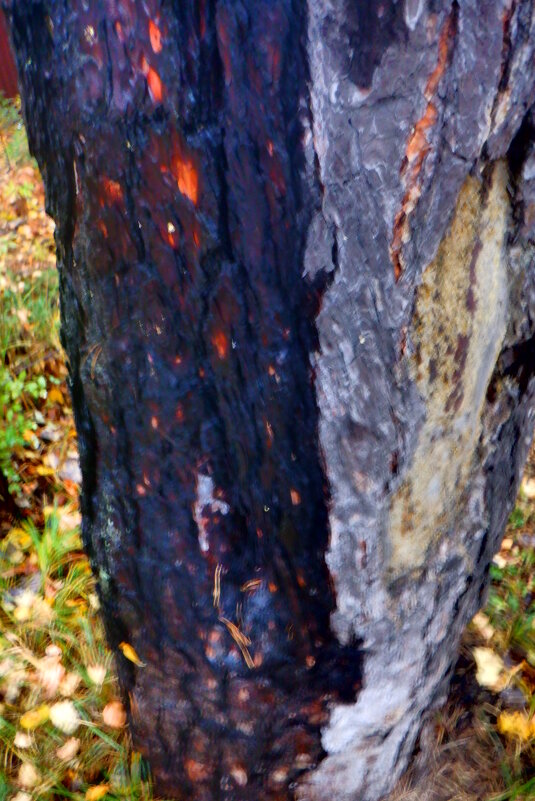 Мокрые деревья - Михаил Мокрые деревья - Михаил