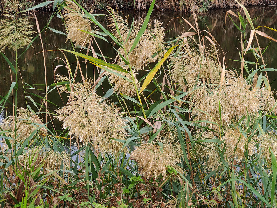 На берегу реки тростник! - Светлана Хращевская На берегу реки тростник! - Светлана Хращевская