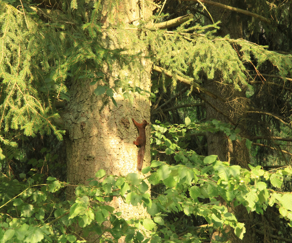 БУЛКА В СКАЗКЕ - Evgeny БУЛКА В СКАЗКЕ - Evgeny