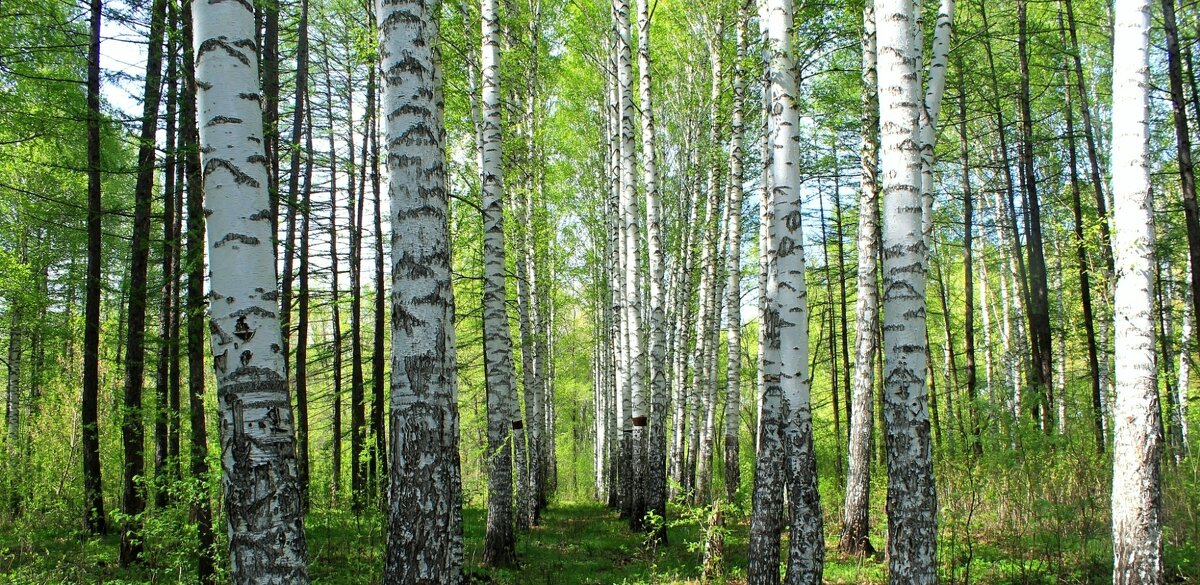 Березки - Горкун Ольга Николаевна 