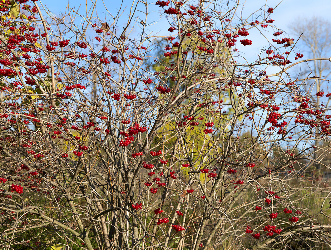 berries - Zinovi Seniak