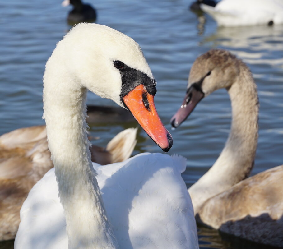 Красавец - Наталия Григорьева Красавец - Наталия Григорьева